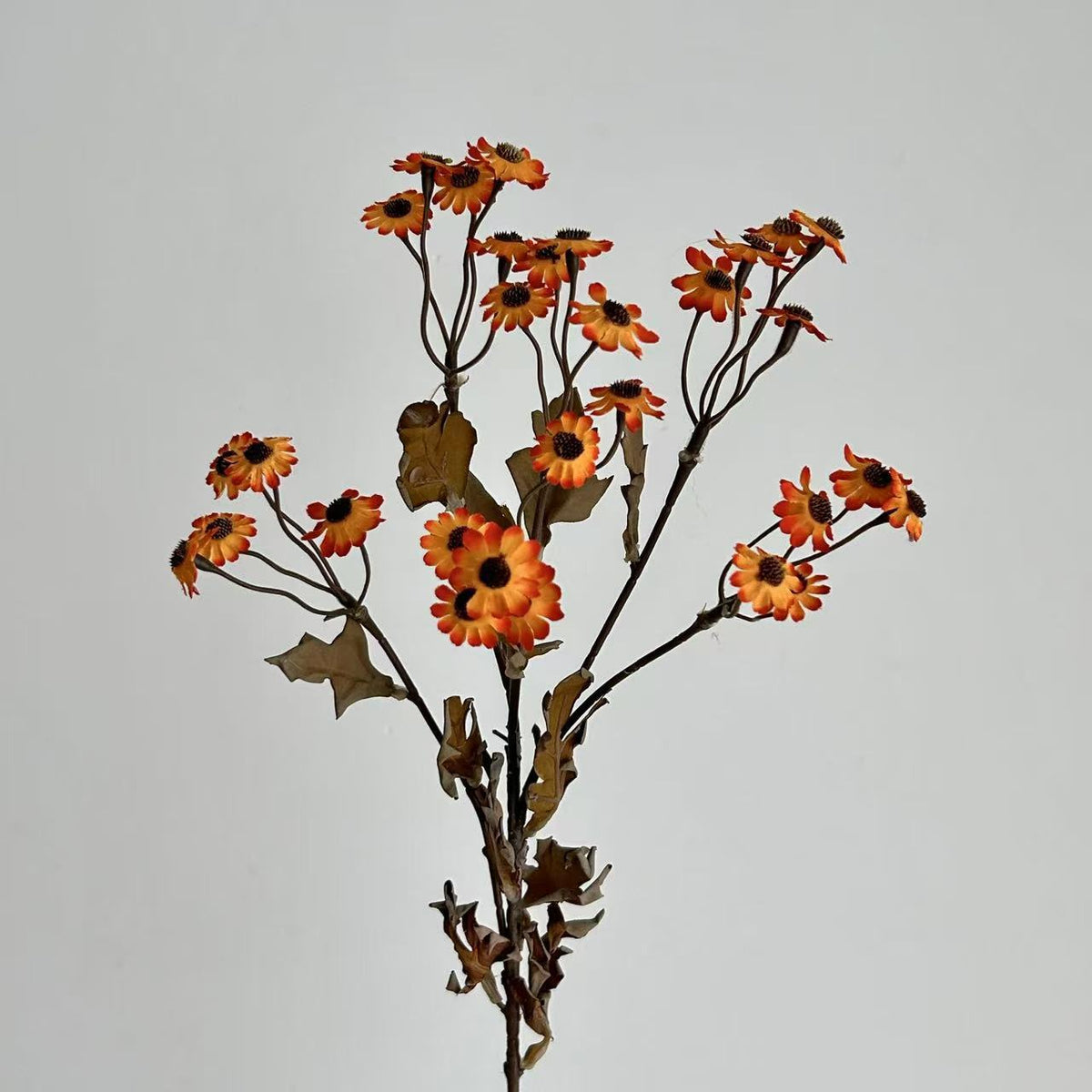 Decorative Dried Flowers | High & Bury
