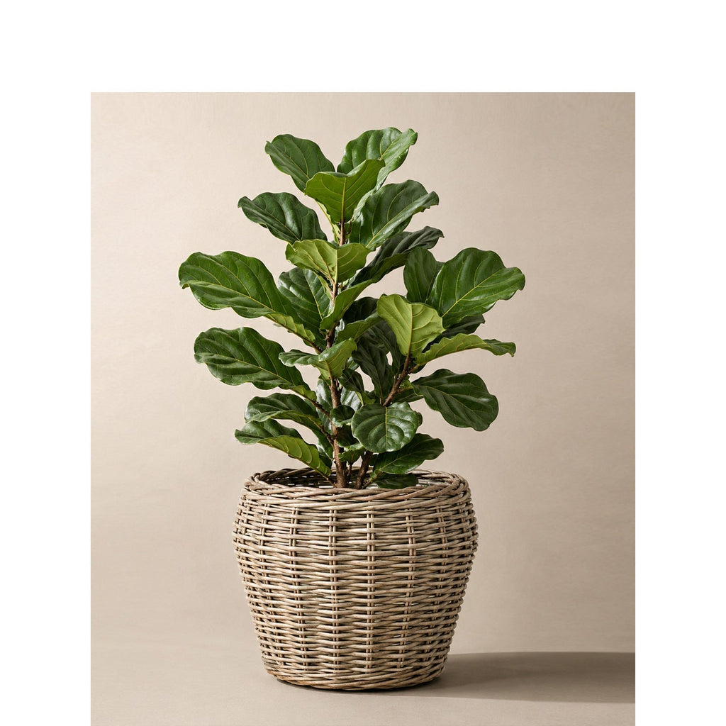 Decorative Plant Basket with Plastic Inner Bag | High & Bury