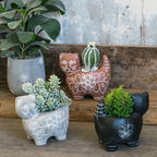 Decorative Plant Brown Black | High & Bury