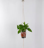 Hanging Plant Holder | High & Bury