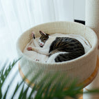 High-Quality Cat Tree with Multifunctional Resting Areas | High & Bury