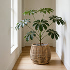 High-Quality Plant Basket made of Natural Willow | High & Bury