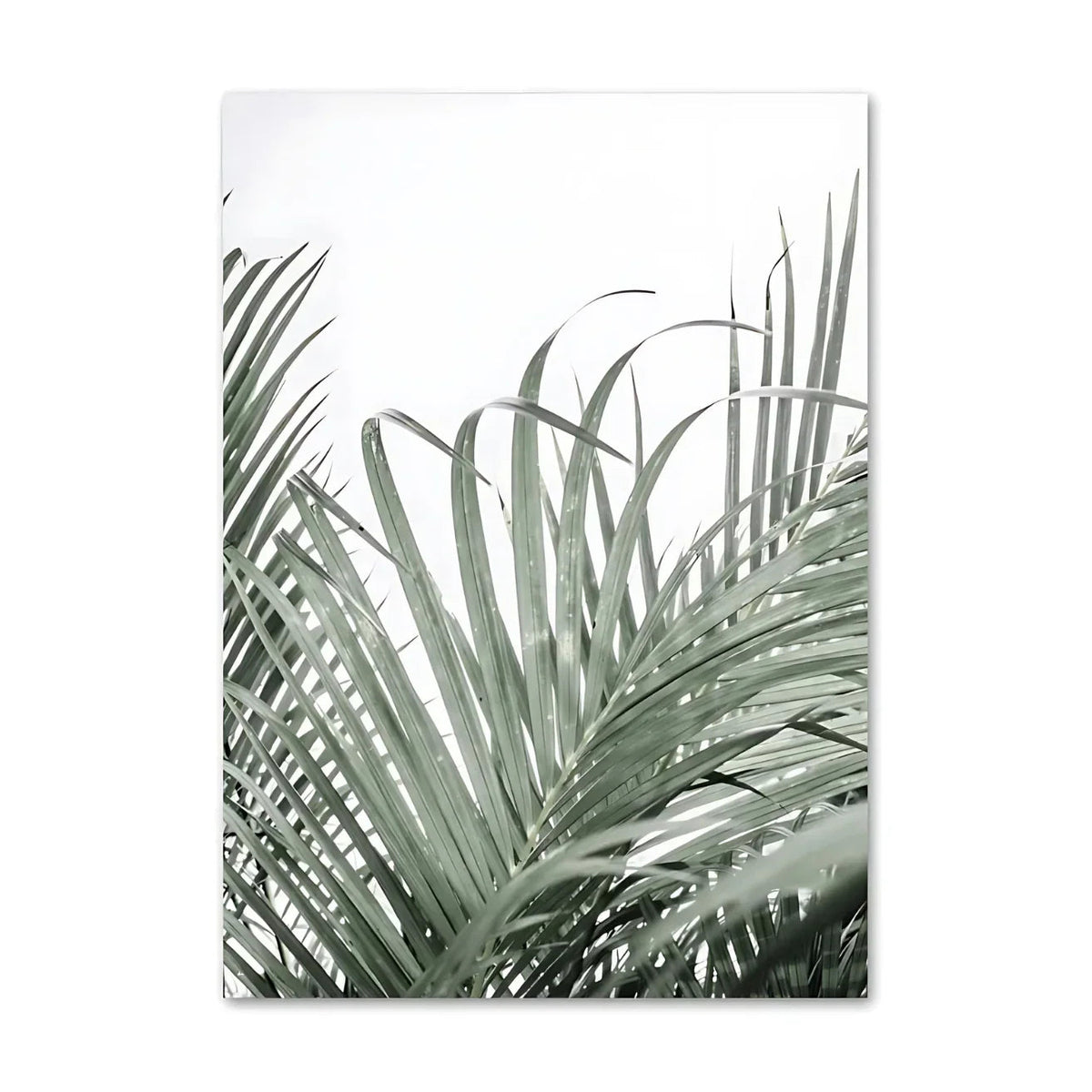Kerbira Print Collection