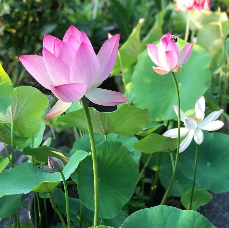 Lotus Water Garden Seeds, 10 Pack for Ponds and Containers, view 2