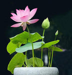 Lotus Water Garden Seeds, 10 Pack for Ponds and Containers, view 7
