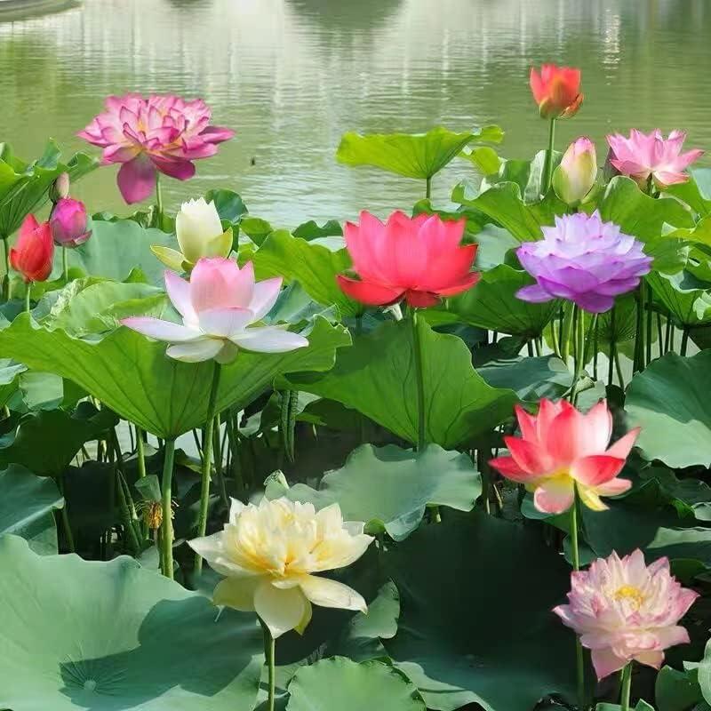 Lotus Water Garden Seeds, 10 Pack for Ponds and Containers, view 8