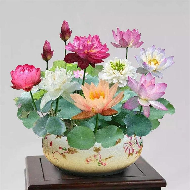 Lotus Water Garden Seeds, 10 Pack for Ponds and Containers, view 9