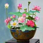 Lotus Water Garden Seeds, 10 Pack for Ponds and Containers