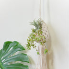 Macrame Hanging Plant Holder with Decorative Tassel | High & Bury