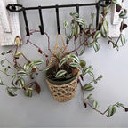 Macrame Plant Hanger White | High & Bury