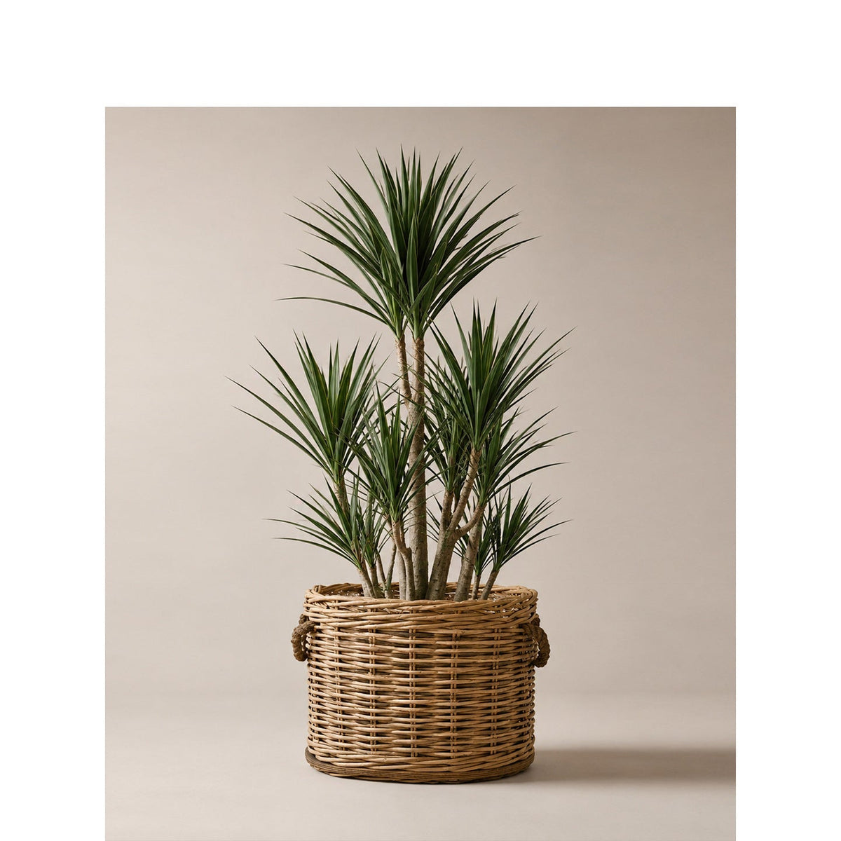 Willow Woven Basket with Inner Lining | High & Bury